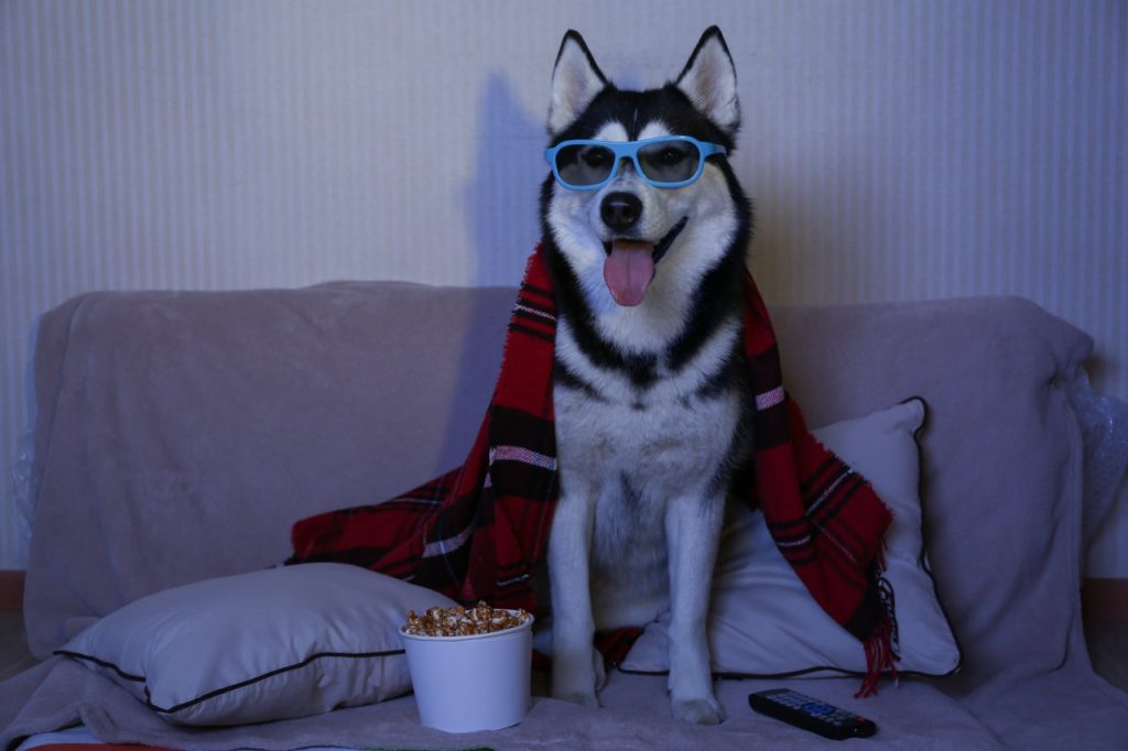 dog eating warm popcorn on a cold night